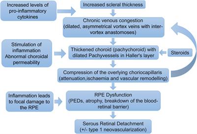 The role of inflammation in central serous chorioretinopathy: From mechanisms to therapeutic prospects